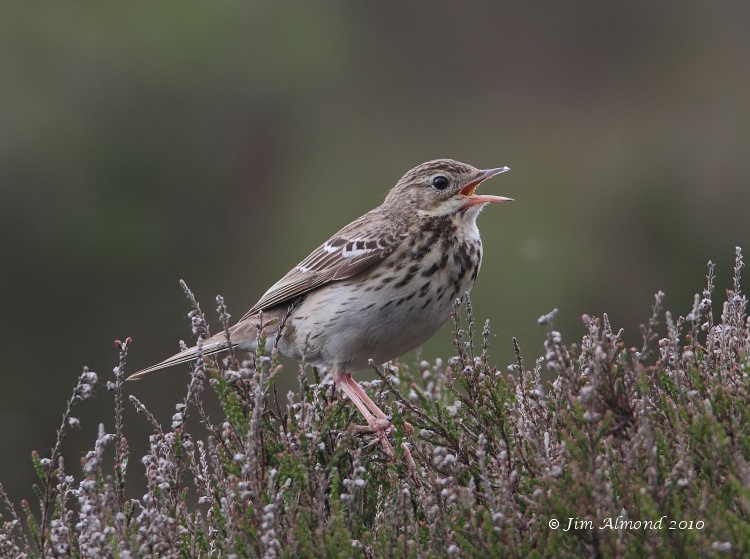 Tree Pipit singing Pole Cottage 6 6 10  IMG_3941